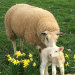 Ewe and lamb near to Elgar Cottage, luxury Ross-on-Wye holiday cottages, close to the Forest of Dean